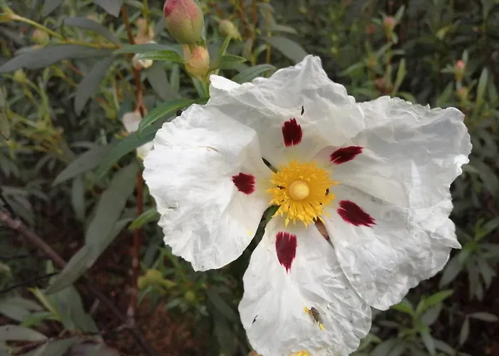 Casa rural El Chorritero Ovejuela