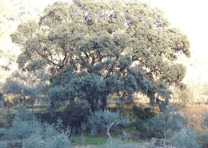 El Chorritero Ovejuela